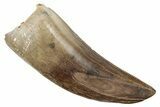 Serrated Tyrannosaur Tooth - Feeding Worn Tip #263824-1